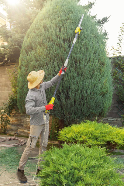 How Our Tree Care Process Works  in Lincoln Park, PA